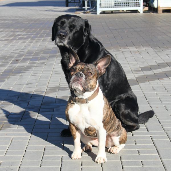 Schüttler Gerüstbau Hunde